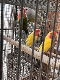 Inseparabili Roseicollis