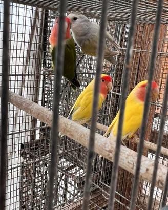 Inseparabili Roseicollis