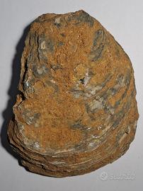 fossile bivalva