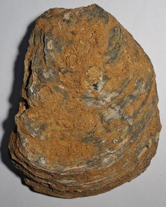 fossile bivalva