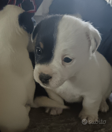 Splendidi Cuccioli di Jack Russell - Nati il 5 Dic