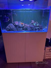 Acquario marino