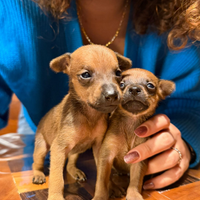 Cuccioli di Pinscher nano