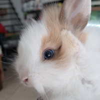 Coniglio nano testa di leone