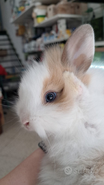 Coniglio nano testa di leone