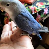 Inseparabile allevato a mano