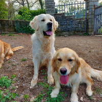 Golden Retriever Monta Accoppiamento