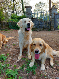 Golden Retriever Monta Accoppiamento