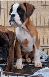 Boxer cuccioli