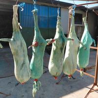 zampogna liuteria  otre capra