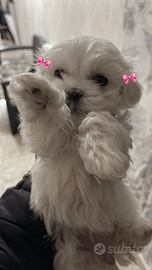 Maltese coreano mini toy
