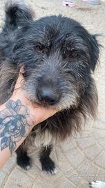 Barbetto spinone