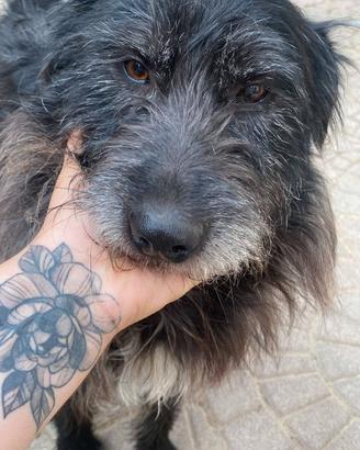 Barbetto spinone