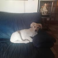 Cucciole 3-4 mesi in adozione - Associazione SAVE