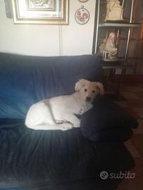 Cucciole 3-4 mesi in adozione - Associazione SAVE