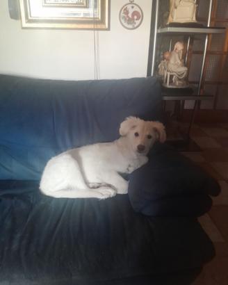 Cucciole 3-4 mesi in adozione - Associazione SAVE