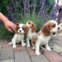 Cavalier king