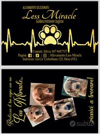 Golden retriever inglesi