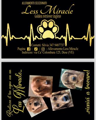 Golden retriever inglesi