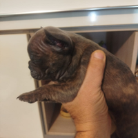 Bulldog francese Cuccioli