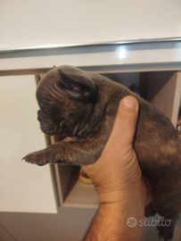 Bulldog francese Cuccioli
