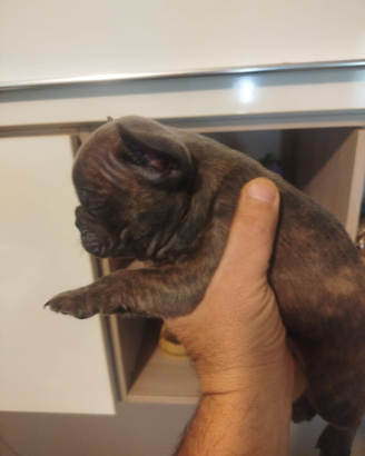 Bulldog francese Cuccioli