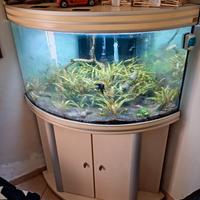 acquario angolare 250lt completo di tutto 