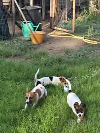 jack russell