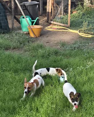 jack russell