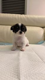 Cuccioli di chihuahua