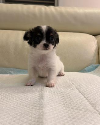 Cuccioli di chihuahua