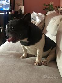 Monta Bulldog Francese