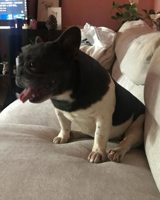 Monta Bulldog Francese