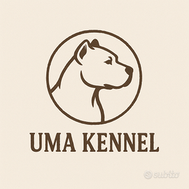 Cuccioli Pitbull inglese x americano