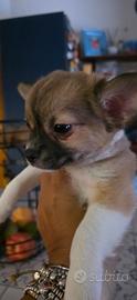 Cucciolo di due mesi disponibile