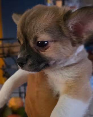 Cucciolo di due mesi disponibile