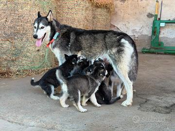 Cuccioli Husky