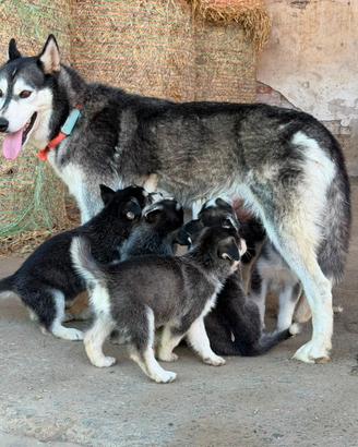 Cuccioli Husky