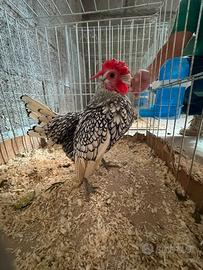 Gallo sebright