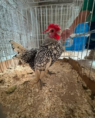 Gallo sebright