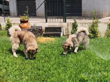 Coppia di Alaskan Malamute