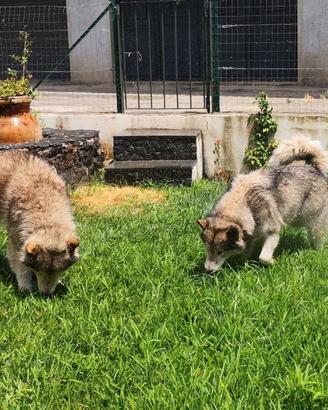 Coppia di Alaskan Malamute