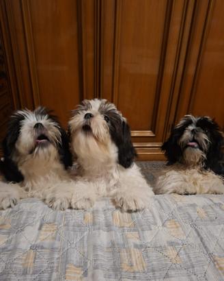Cuccioli di Shih Tzu
