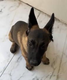 Pastore Belga Malinois Carbonato