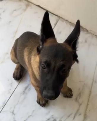 Pastore Belga Malinois Carbonato