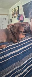 Pinscher cucciolo