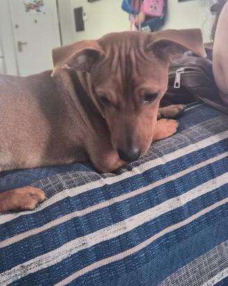 Pinscher cucciolo