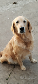 Golden Retriever femmina