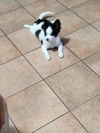  coppia di chihuahua 