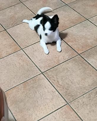  coppia di chihuahua 